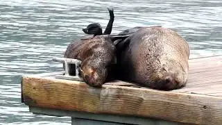 Seal watching in the waterfront of Cape Town, South Africa 🤩