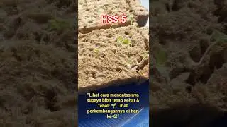 HSS 5 Bibit Selada Kurus?ni Gejala Etiolasi Dini! 🌱Day 5 Lettuce Too Thin? Early Etiolation Signs!🌱