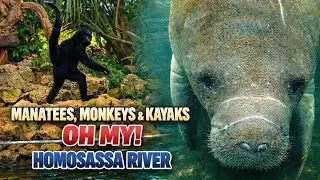 Manatees, Monkeys & Kayaks - Oh My! - Homosassa River
