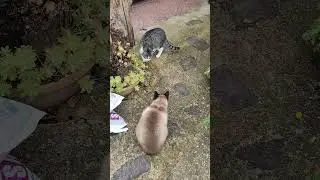 LittleKitty🐈#lol #viralvideo #funny #cat #shortvideo #trending #amazing #cute #video #animals #trend