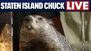 Staten Island Chuck: Live 2026 Groundhog Day prediction from NYC 🔴🗽❄️