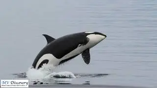 Inside Passage cruises Orca Whale