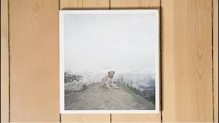 Dog days Bogot&aacute; by Alec Soth