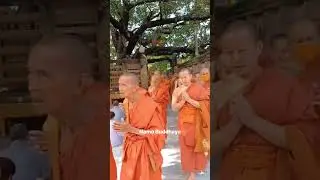 Under the Bodhi tree