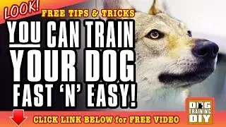 Dog Training Anaheim | FREE Dog Training Tips & Tricks | Dog Obedience Training Anaheim, CA