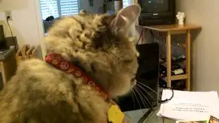 Tomtom and The Cat Man discuss diet changes.