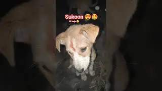 Cute puppy 🥰🥰 l indian puppy 😍😍 #viral #love #dog #trending #pets #puppylove #puppyvideos #shorts