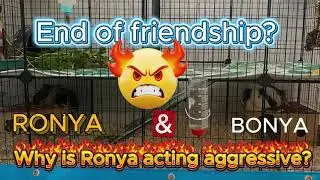 End of friendship? Why is Ronya acting aggressive? Кінець дружбі? Чому Роня веде себе агресивно?