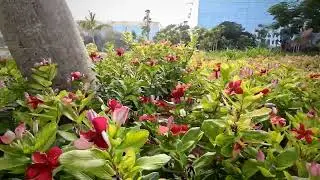 Hidden Paradise in the Heart of Dubai Internet City