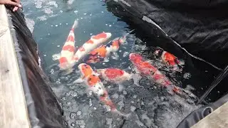 Animalia - Basin Koi Enn Evasion