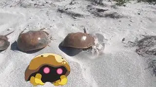 Real life kabuto Pok&eacute;mon go