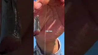 BEST way to use DEAD fishing bait #fishing
