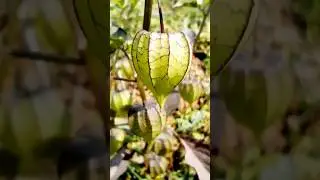 #unknown #plant