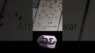 War... #Ants #bugs #War