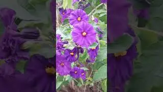 Central California Flora