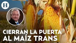 México dice adiós al maíz transgénico y al glifosato, AMLO pide ya no usarlo en territorio nacional