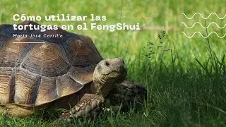 Las tortugas en el Feng Shui