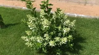 Метельчатая гортензия Киушу 🧨 в саду! Супер!