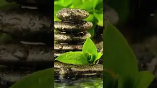 Relaxing Rain Zen Stone, Meditation Zen Stone Rain Sounds #shorts