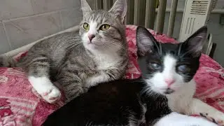 Ранкова перекличка котиків Притулку😻