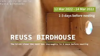 Great tit Nestbox: The birds clean the nest box thoroughly in 3 days before nesting
