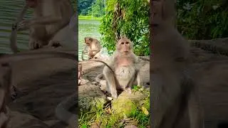 #monkeysplace #cuteanimal #cute #monkeyplace #cutemonkey #monkeypark #cutepet #monkeykingdom #monkey