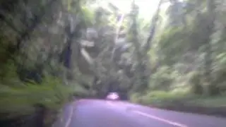 Fern Gully Jamaica (St. Ann)