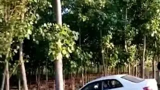 Poplar tree farming in Punjab pakistan