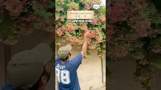 Jhumka vine series part:2 | how to grow Rangoon creeper from cuttings #gardeningtips #youtubeshorts