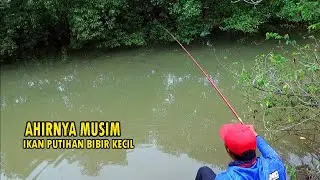 LAGI MUSIM !! Mancing ikan putihan bibir kecil di muara
