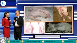 KH&Aacute;NG SINH CEFQUINOME V&Agrave; ỨNG DỤNG TRONG ĐIỀU TRỊ BỆNH VI&Ecirc;M KHỚP TR&Ecirc;N HEO