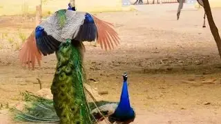 #birds #lifeisbutadream #wildlife #whowillbemylifepartnerta #ihavethisthingwithplants #lifeisbutadre