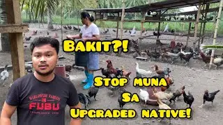 HUMINTO AKO SA UPGRADED NATIVE CHICKEN!