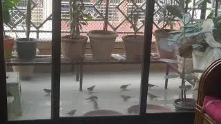 Happy world sparrow day! Om Sai ram