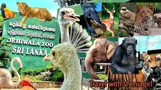 දෙහිවල සත්තු වත්තේ සංචාරය | Kids & Family Friendly Zoo Tour 🐅🎥