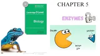 CHAPTER 5 | ENZYMES | O LEVEL BIOLOGY 5090