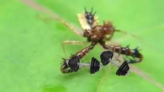 Assassin Bug Weight lifting/pull-ups