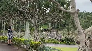 Okinawa Japan.. mini vlog including story of grapes under the table 