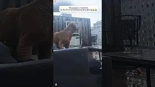 When dogs encounter thunderstorm weather 😂#funny #funnyvideo #dog #funnydog #reaction #haha #pets