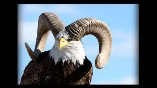 These Alaska Wild Animals Will Blow Your Mind (You've Never Seen This) AI ASMR