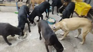 The furry ones 🐕 eating the leftovers