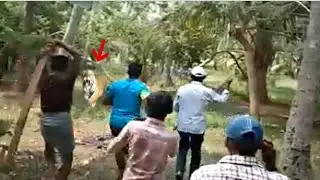 Intense encounters with Lions and Tigers (Wildlife India)!!!