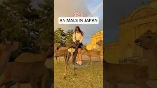 I love Japan, but animal welfare standards are subpar 😞 #japantravel #zoo #aquarium #animalcafe