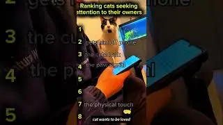 ranking cat seeking  attention from their owner