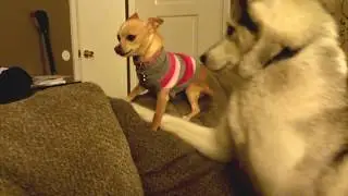 Husky wants to play with a chihuahua