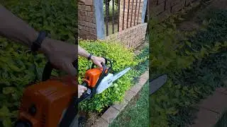 Using my Stihl ms170 chainsaw as a hedge trimmer 🤣 . #michaelstoolbench #chainsaw #stihl #ms170