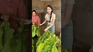 The Secret Process Behind Tobacco Farming! 😳 #shortsvideo