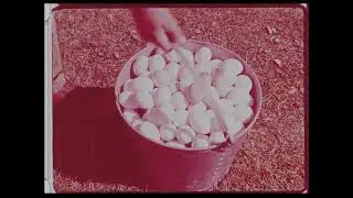 Ovaltine Factory and Farms Footage