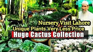 Cactus Nursery visit | Cactus and Succulents plant nursery visit lahore | Huge Cactus collection