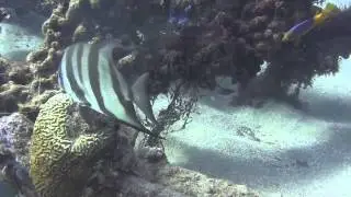 Pez Paguata (Chaetodipterus faber) Atlantic Spadefish